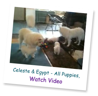 Celeste & Egypt - All Puppies, Watch Video