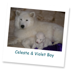 Celeste & Violet Boy